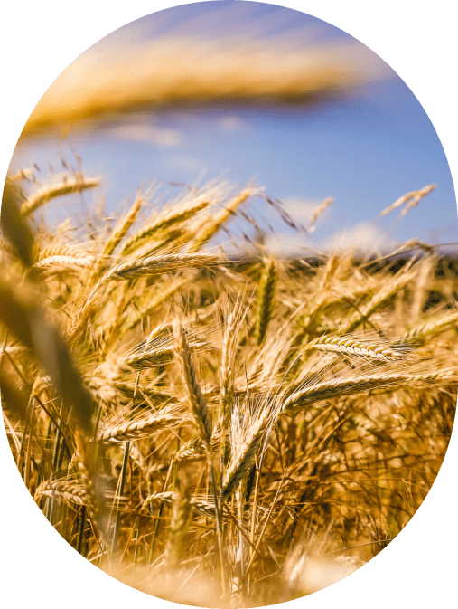 Vinimex Group - Connect Agriculture to the World Seamlessly